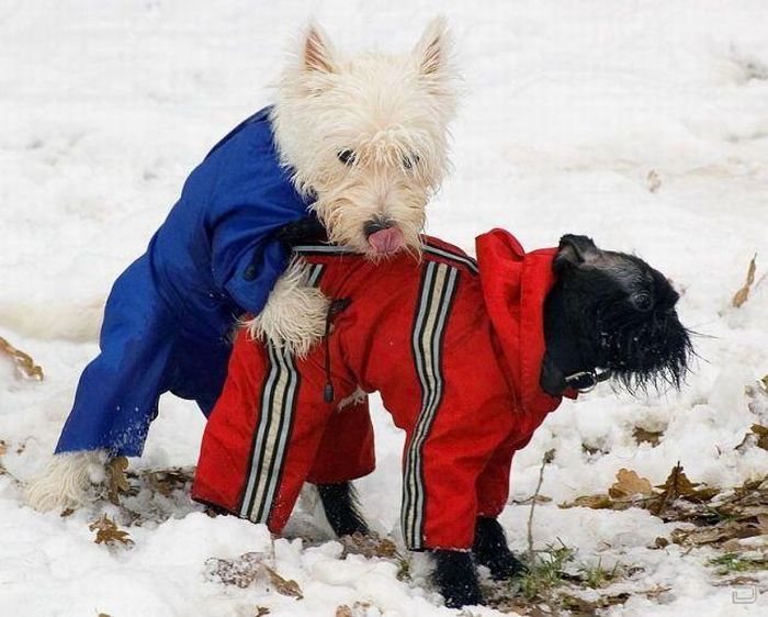 Acid Picdump (128 pics)