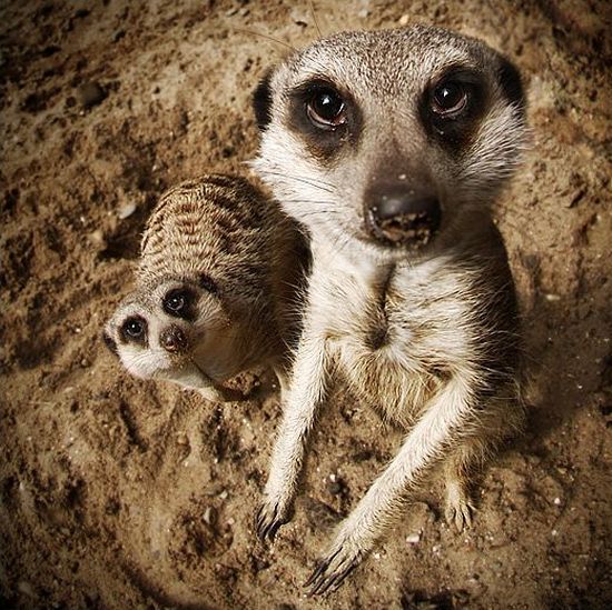 Acid Picdump (128 pics)