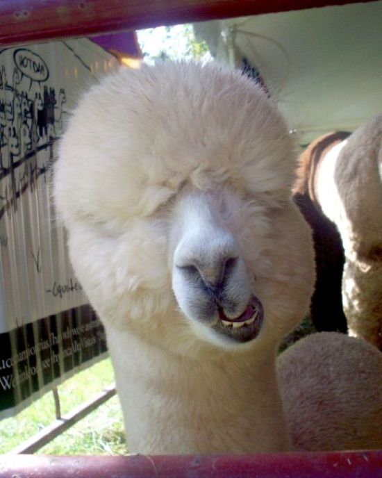 Acid Picdump (128 pics)