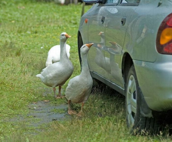 Acid Picdump (128 pics)