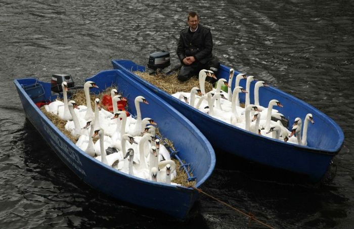 Evacuation of Swans (5 pics)