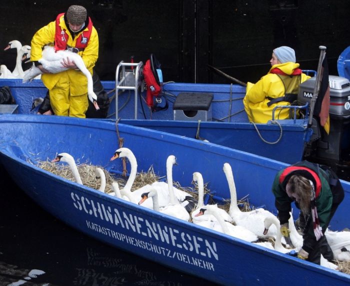Evacuation of Swans (5 pics)