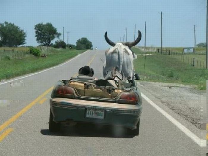 Bull Transportaition (8 pics)