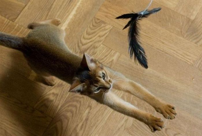 How to Entertain Your Cats (12 pics)
