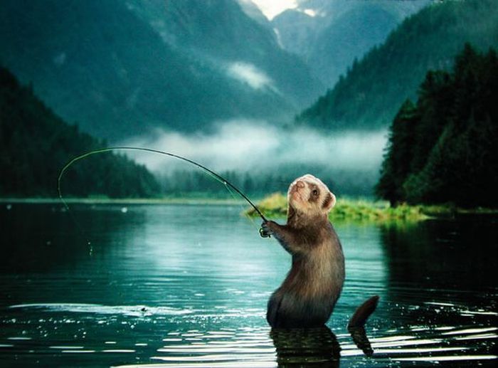 Ferrets go Fishing (13 pics)