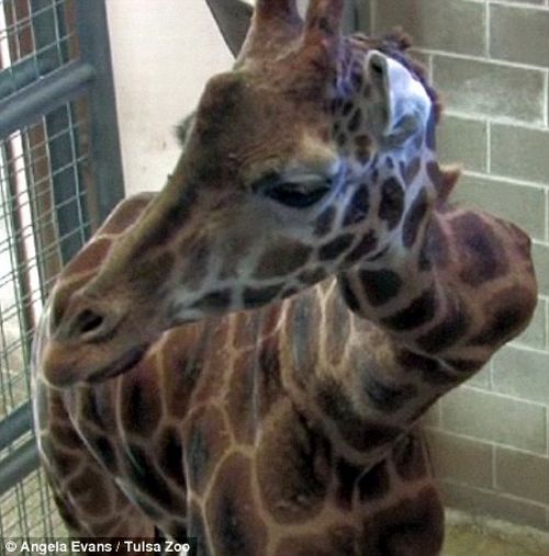 Giraffe with a crick in her neck (4 pics + video)