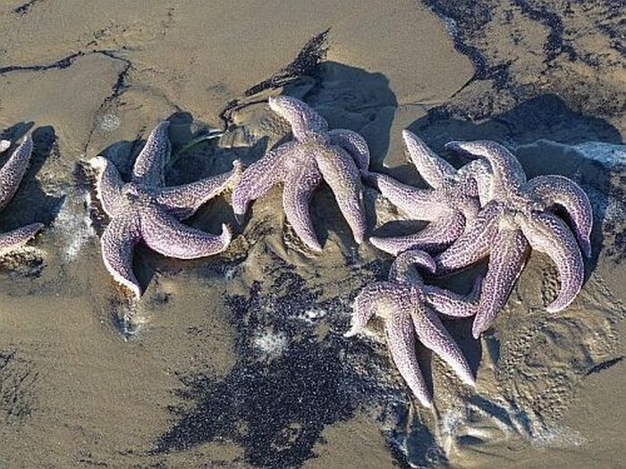 Thousands of starfish were washed out on the Pacific Coast of Russia (6 pics)