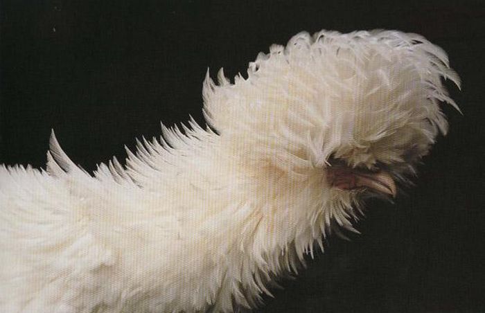Extraordinary Chickens from Around the World (18 pics)