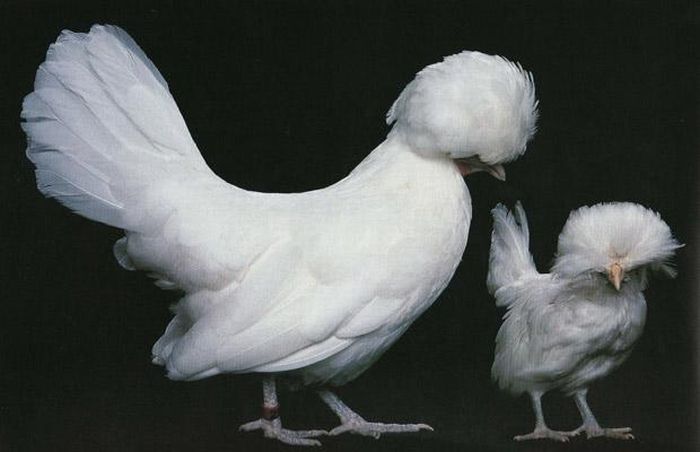 Extraordinary Chickens from Around the World (18 pics)