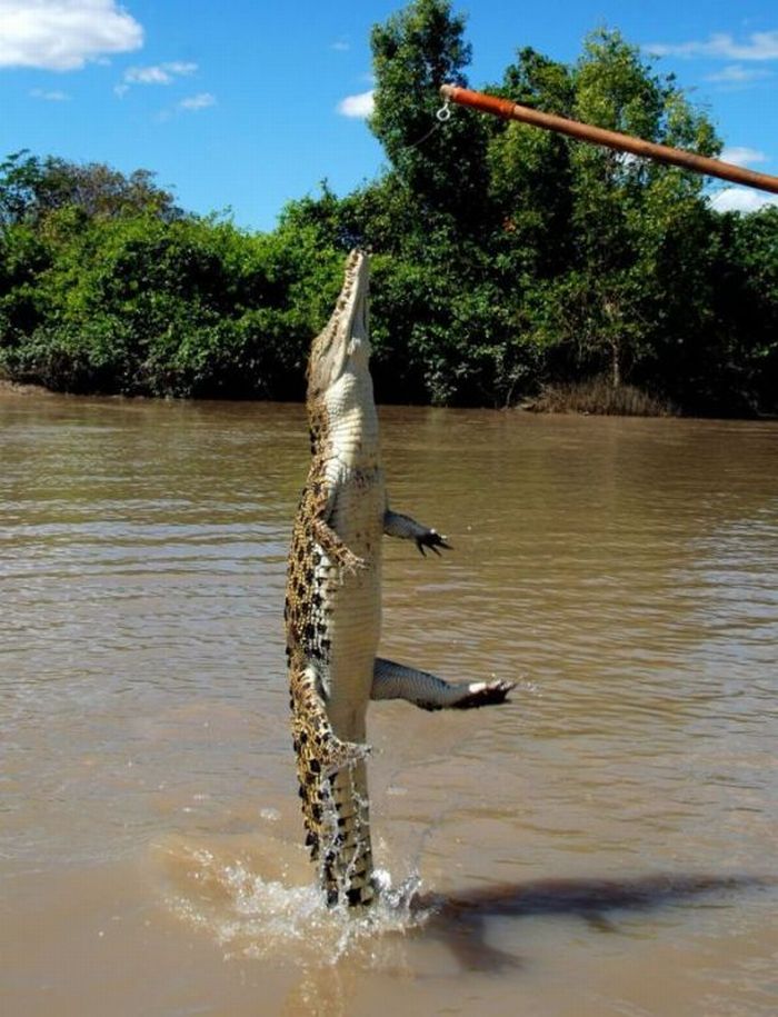 How to Feed Crocodiles (28 pics)