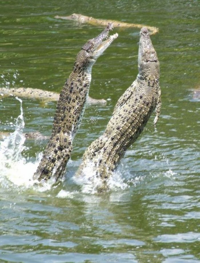 How to Feed Crocodiles (28 pics)