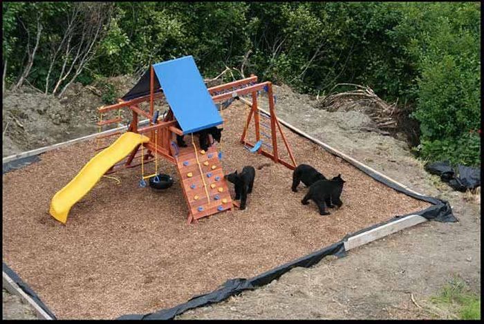 Bears in th Playground (4 pics)