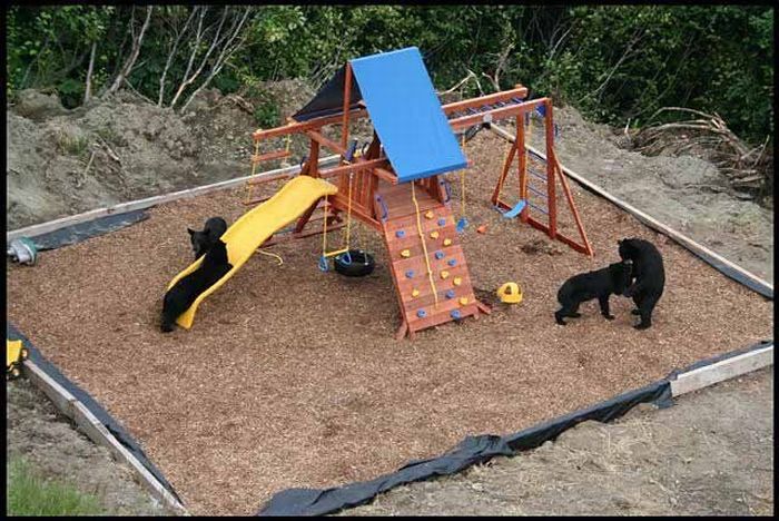 Bears in th Playground (4 pics)