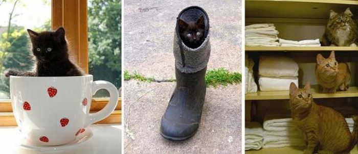 Cats Can Be Found Anywhere (47 pics)