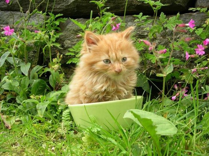 Cats Can Be Found Anywhere (47 pics)