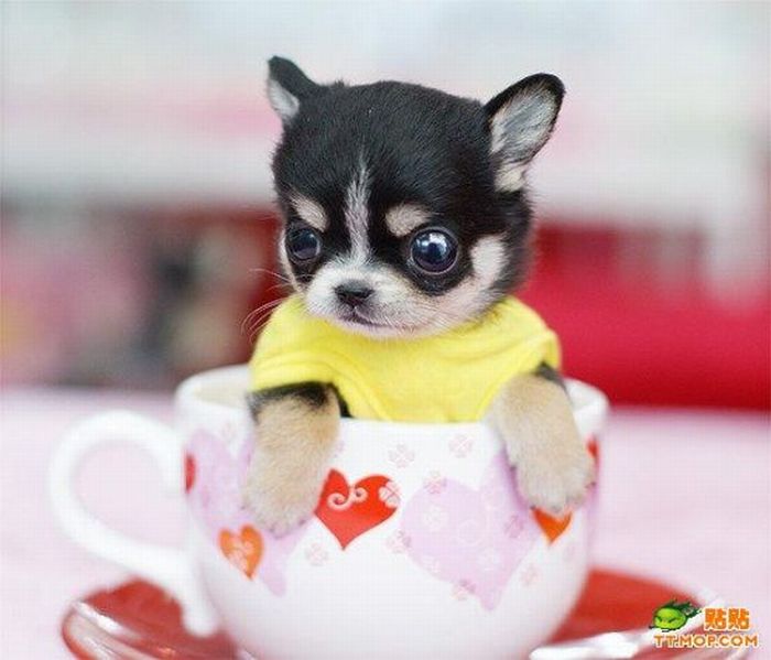 Tiny Dogs in Cups (8 pics)