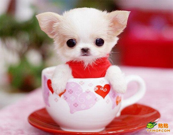 Tiny Dogs in Cups (8 pics)