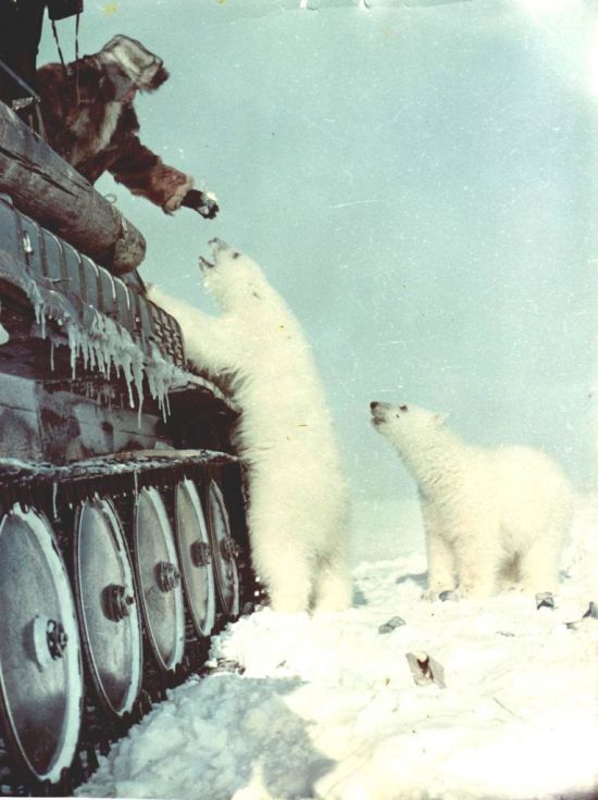 Feeding Polar Bears (12 pics)