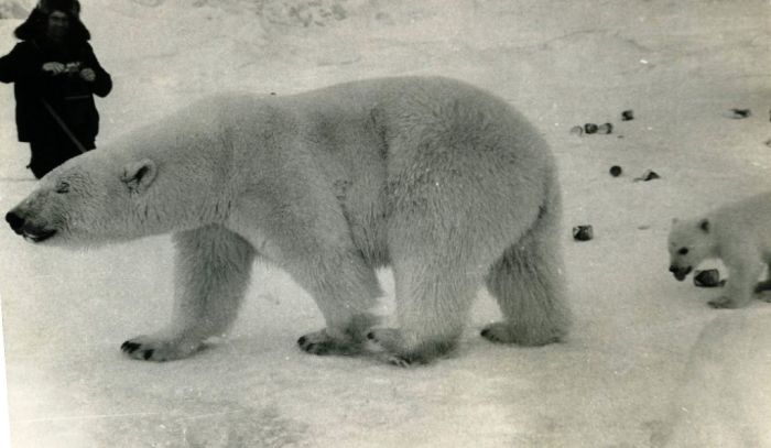 Feeding Polar Bears (12 pics)