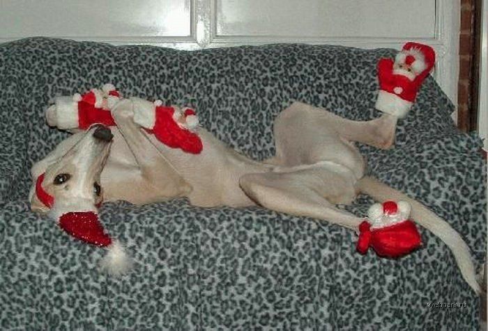 Funny Santas (28 pics)