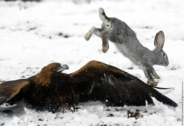 Golden Eagle Hunting in Kazakhstan (9 pics)