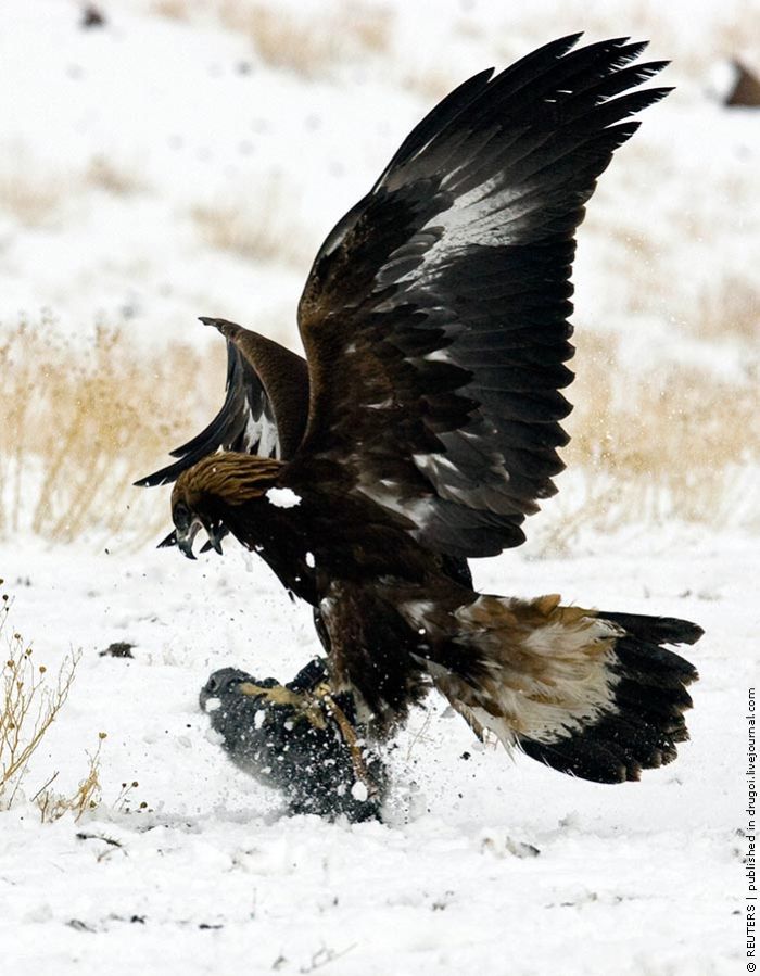 Golden Eagle Hunting in Kazakhstan (9 pics)