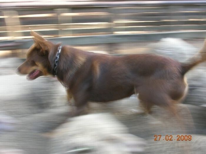 Dog is Running on Sheep (4 pics)