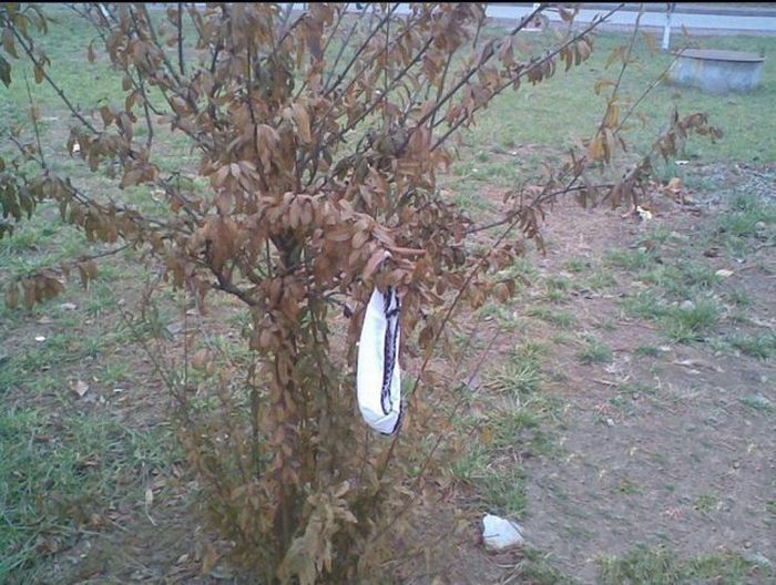 What can be Found Under the Windows of a Student Dorm (6 pics)