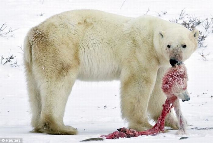 A Male Polar Bear Eats Baby Cub (4 pics)