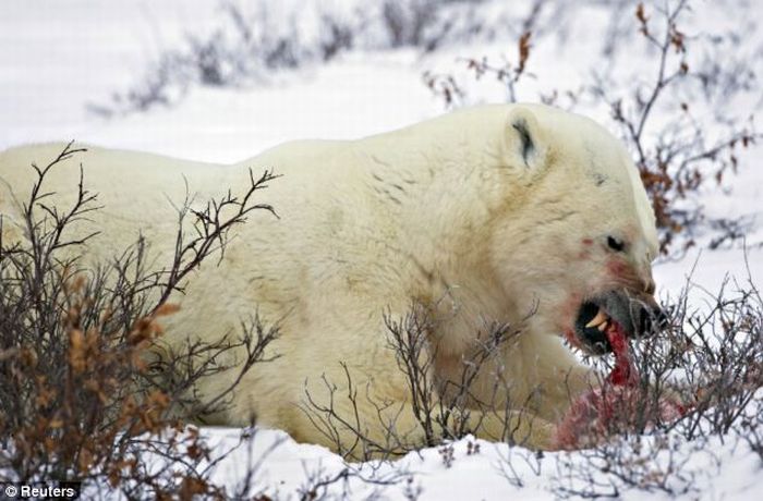 A Male Polar Bear Eats Baby Cub (4 pics)