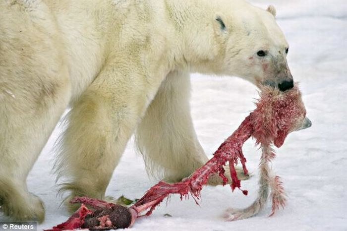 A Male Polar Bear Eats Baby Cub (4 pics)