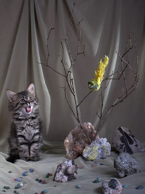 Acid Picdump (113 pics)