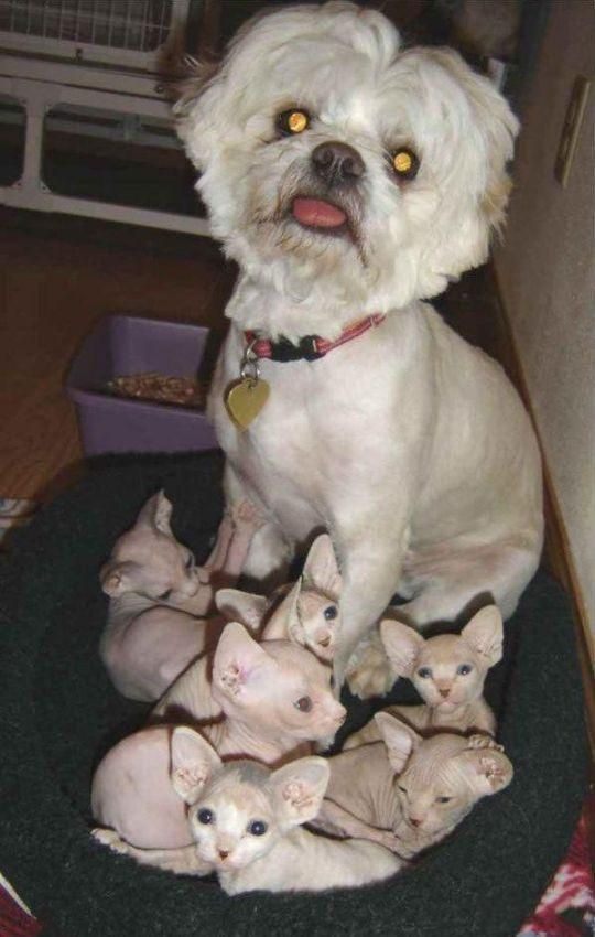 Acid Picdump (113 pics)