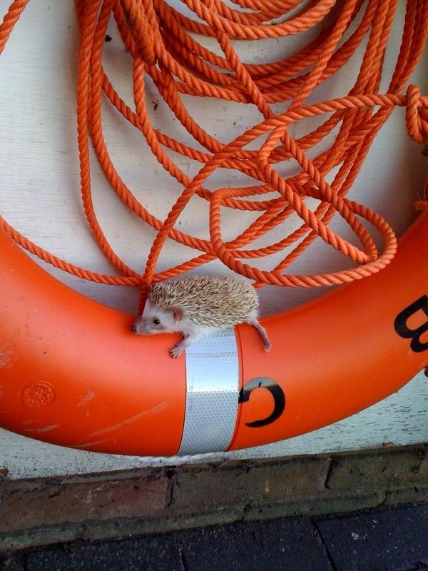 Acid Picdump (113 pics)