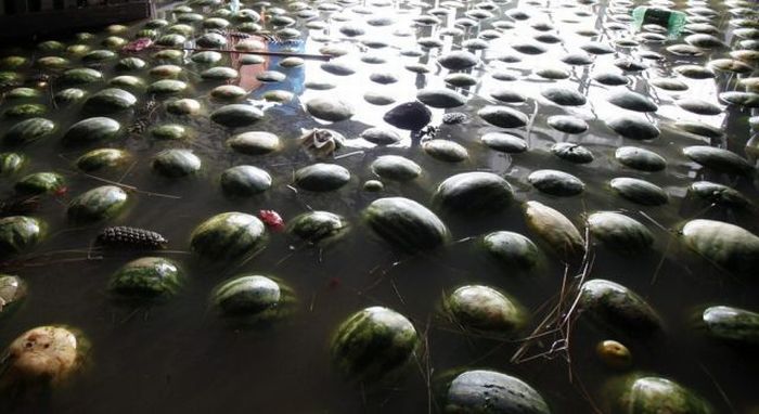 Swimming Watermelons (12 pics)