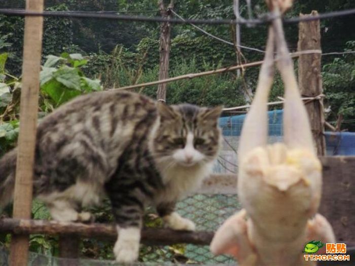 Hungry Cat (9 pics)