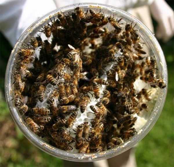 Bees Make Honey in Jar (9 pics)