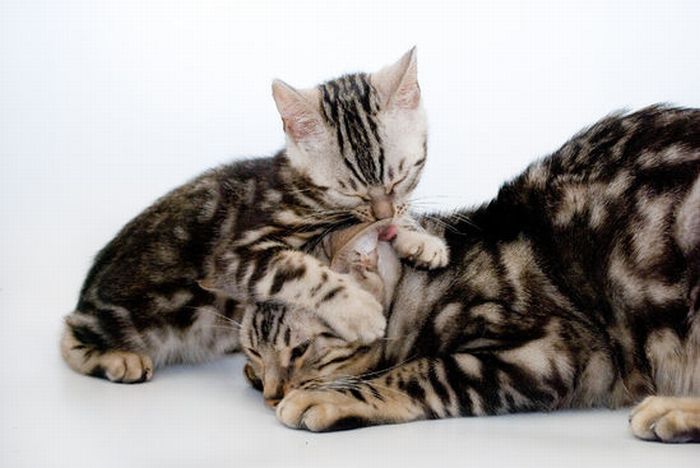 Kittens (111 pics)