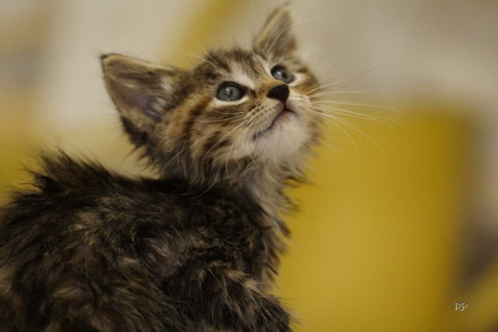 Kittens (111 pics)