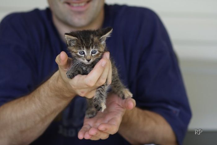 Kittens (111 pics)