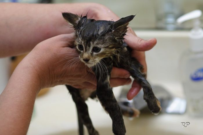 Kittens (111 pics)