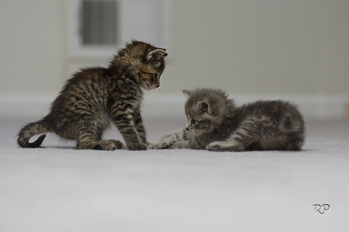 Kittens (111 pics)