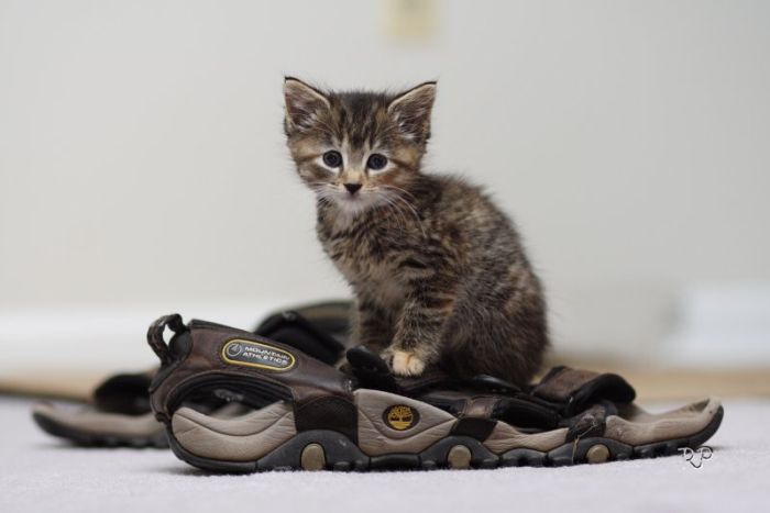 Kittens (111 pics)
