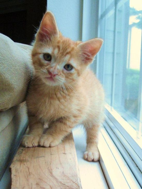 Kittens (111 pics)