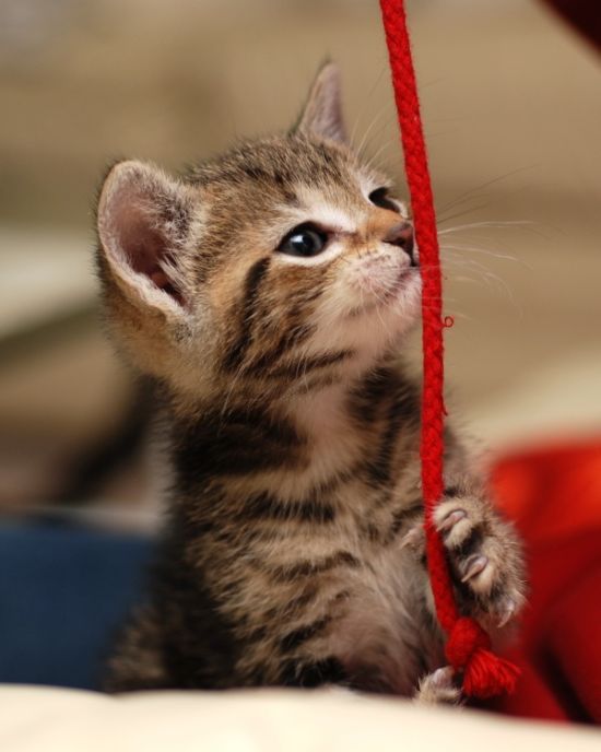 Kittens (111 pics)