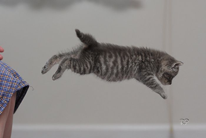 Kittens (111 pics)