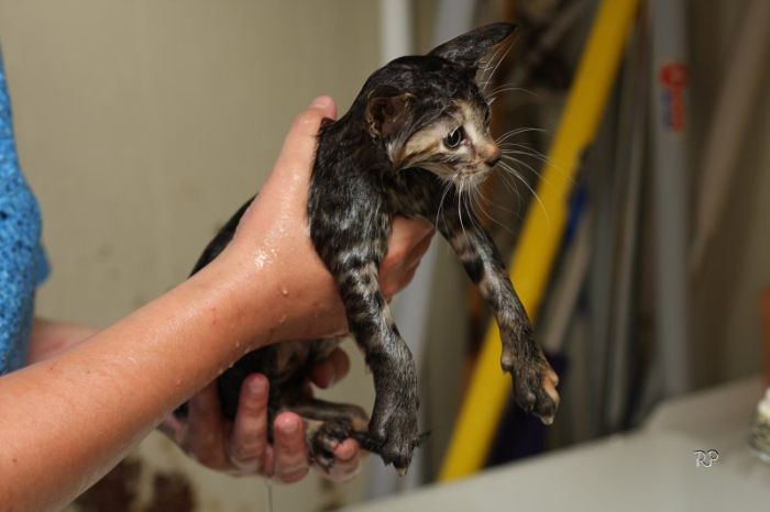 Kittens (111 pics)