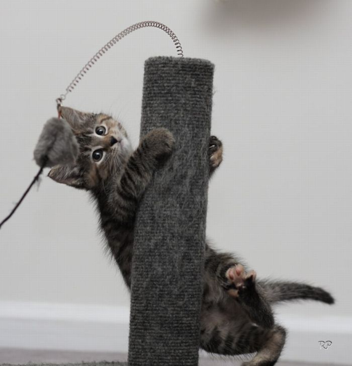 Kittens (111 pics)