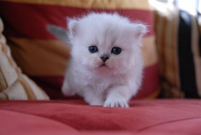 Kittens (111 pics)