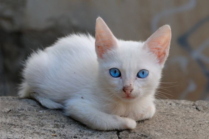 Kittens (111 pics)